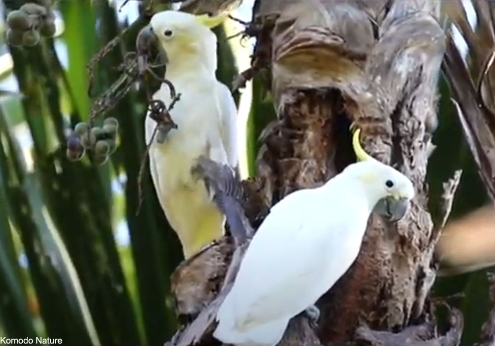 Couple de Cacatoès soufrés (Cacatua sulphurea occidentalis)