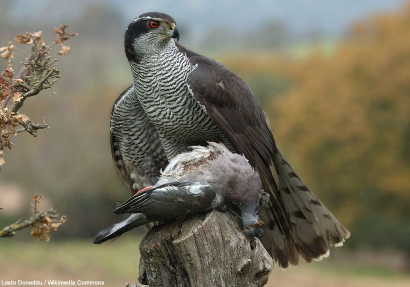 Un rare cas de chasse coopérative observé chez l’Autour des palombes en Pologne