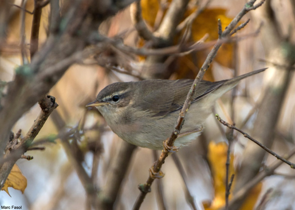 Pouillot brun (Phylloscopus fuscatus)