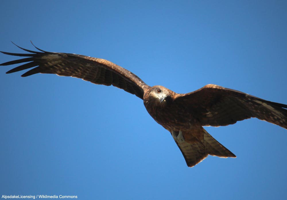 Milan brun (Milvus migrans lineatus)