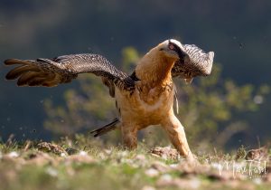 Gypaète barbu (Gypaetus barbatus)
