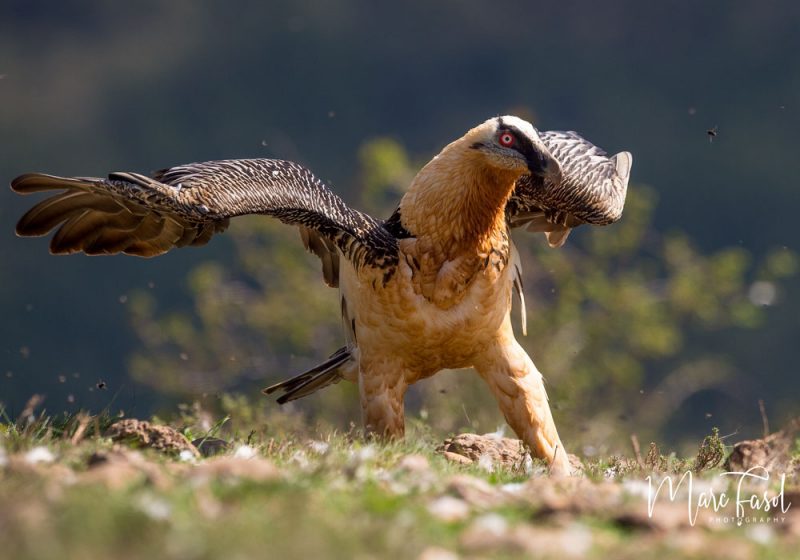 La coloration orangée du Gypaète barbu n’aurait pas de fonction antibactérienne
