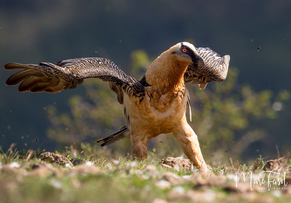 Gypaète barbu (Gypaetus barbatus)
