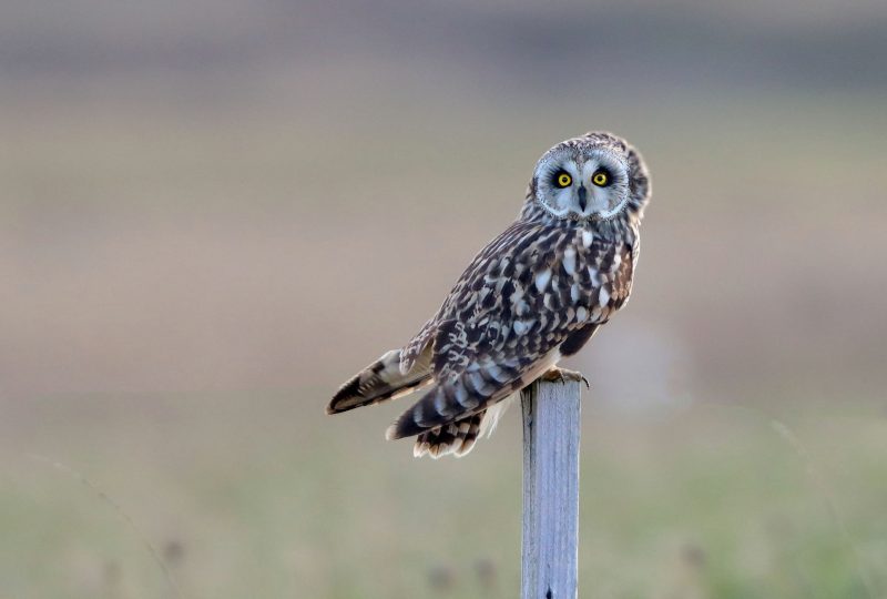 Hibou des marais dans le Cambrésis