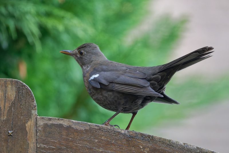 Merle noir atteint d’un très léger leucisme