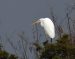 1-Grande Aigrette | Egretta alba | Great Egret