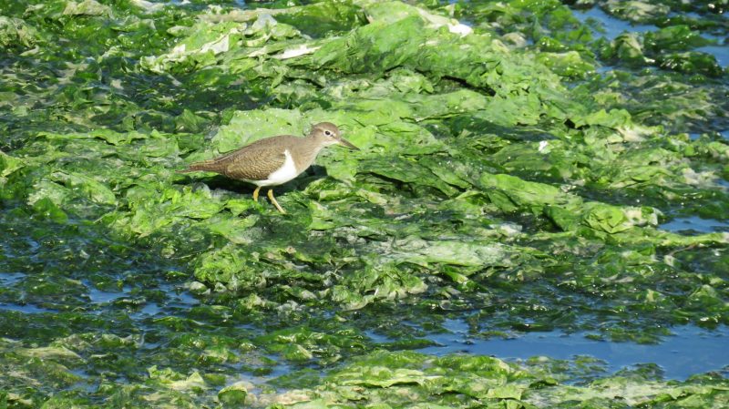 Chevalier guignette sur les bords de la lagune de Nador