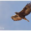 Aigle royal dans les Préalpes