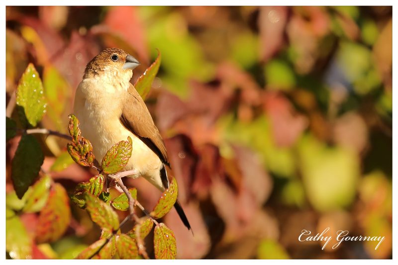 Capucin bec-de-plomb à Mandelieu