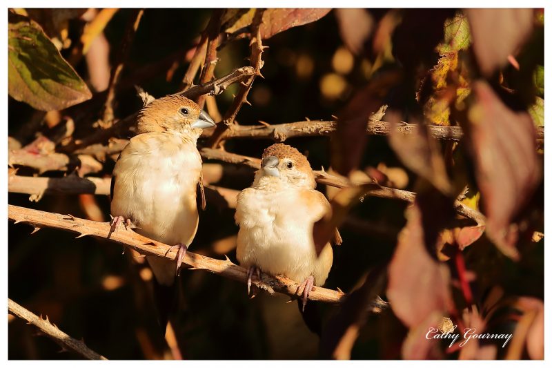 Capucins bec-de-plomb à Mandelieu-La Napoule