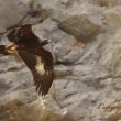 Aigle royal juvénile dans les Alpes-Maritimes