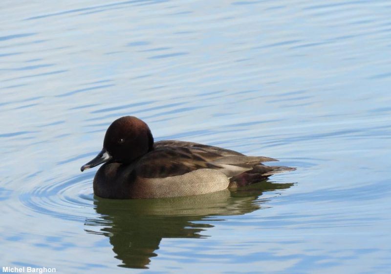 Possible canard hybride en Ille-et-Vilaine