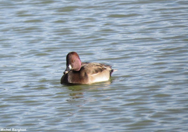 Possible canard hybride en Bretagne