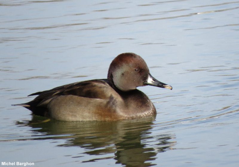 Possible canard hybride en Bretagne