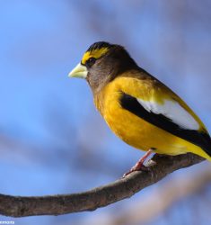 121ème Recensement des Oiseaux de Noël ou Christmas Bird Count