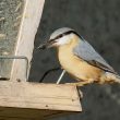 Comptage national des oiseaux des jardins les 30 et 31 janvier 2021