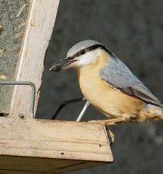 Comptage national des oiseaux des jardins les 30 et 31 janvier 2021
