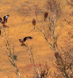 Comptage européen des Milans royaux hivernants