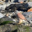 Faucon crécerelle mâle sur le littoral normand