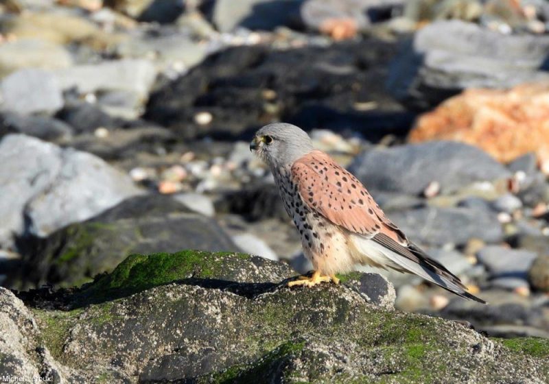 Faucon crécerelle mâle sur le littoral normand