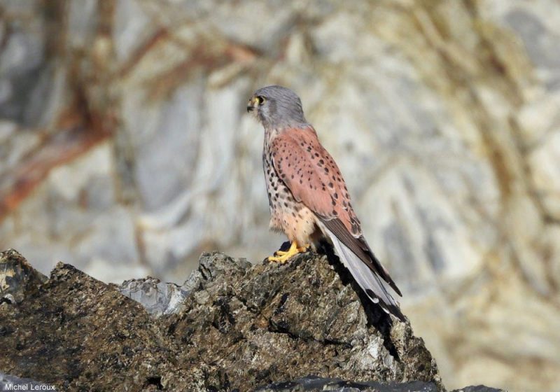Faucon crécerelle mâle sur le littoral normand