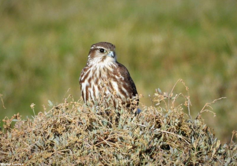 Faucon émerillon