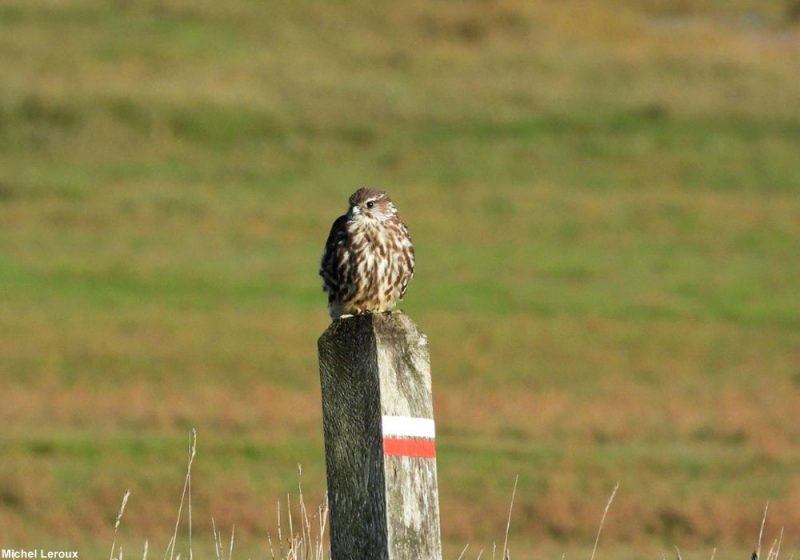 Faucon émerillon femelle adulte ou jeune
