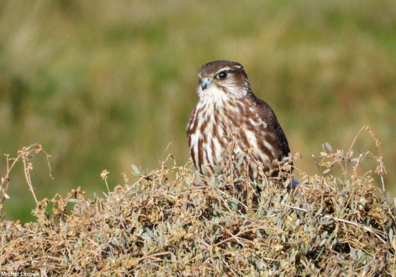 Faucon émerillon dans la Manche