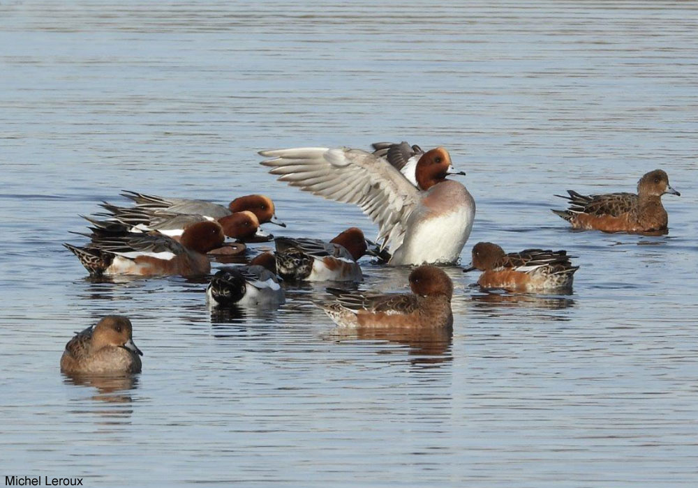 Canards siffleurs (Mareca penelope)