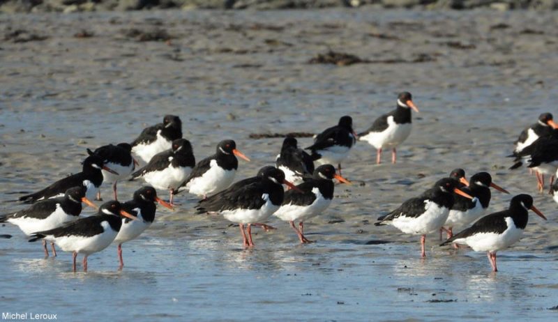 Huîtriers-pie en Normandie