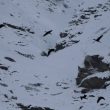 Ibis falcinelles dans les Alpes à 2 000 mètres d’altitude