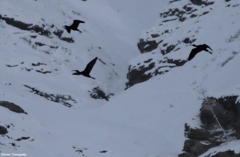 Ibis falcinelles près de la frontière italienne
