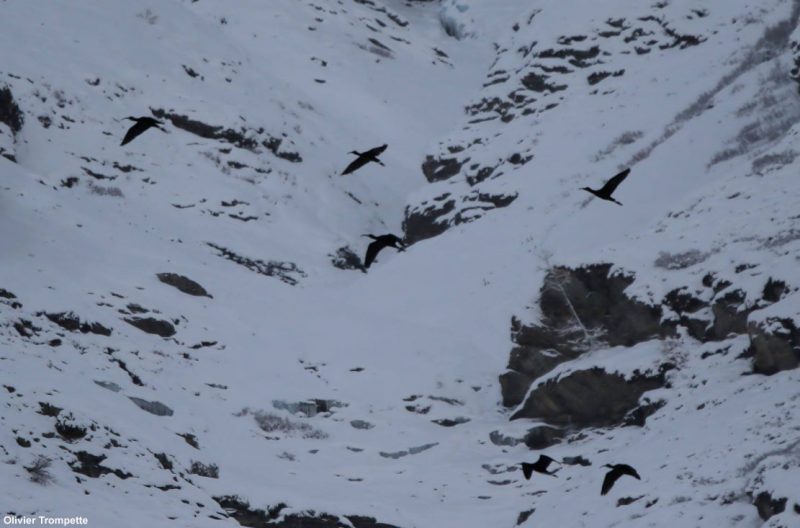 Ibis falcinelles dans les Alpes à 2 000 mètres d’altitude