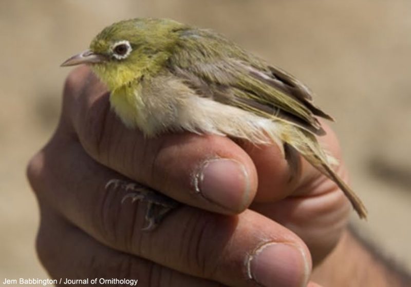 Les Zostérops à flancs jaunes vivant dans les mangroves d’Arabie Saoudite seraient en train de diverger