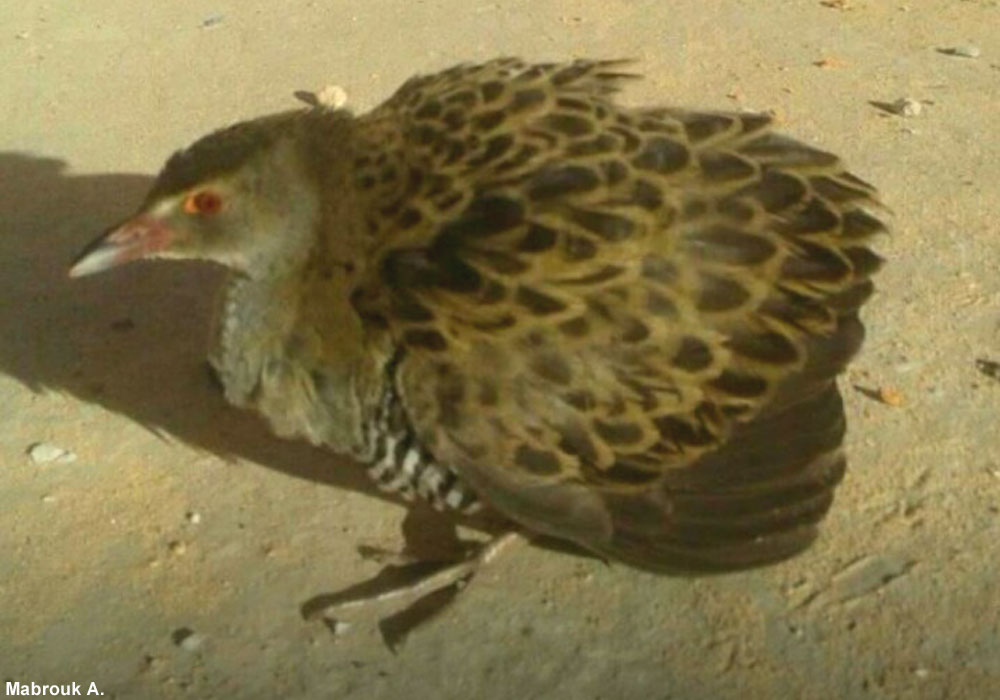 Râle des prés (Crex egregia)