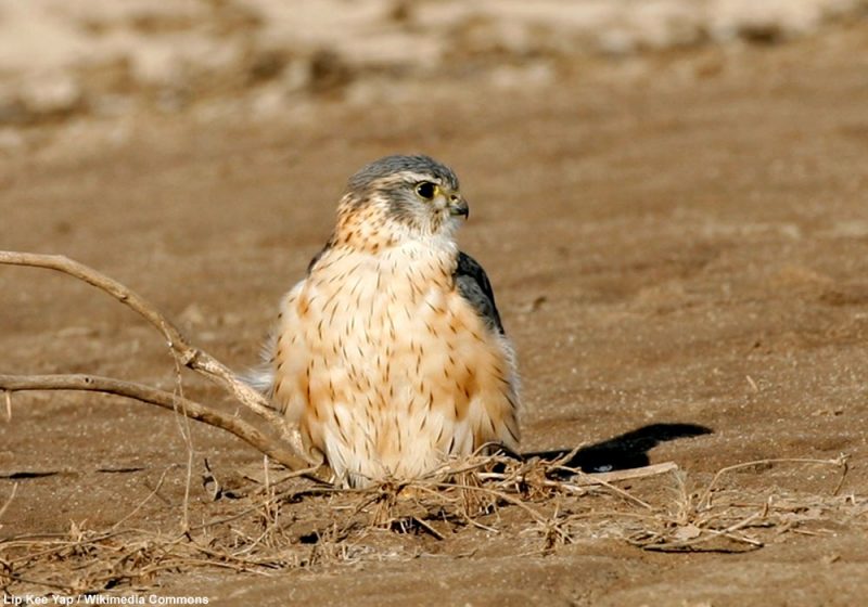 Premier cas observé de géophagie chez le Faucon émerillon