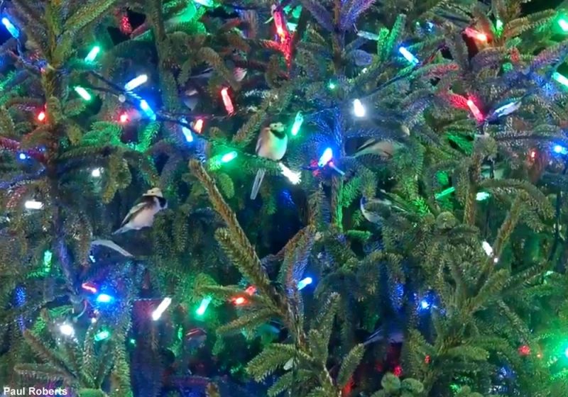 Des Bergeronnettes grises dorment chaque soir dans le sapin de Noël de Bridgend (Grande-Bretagne)