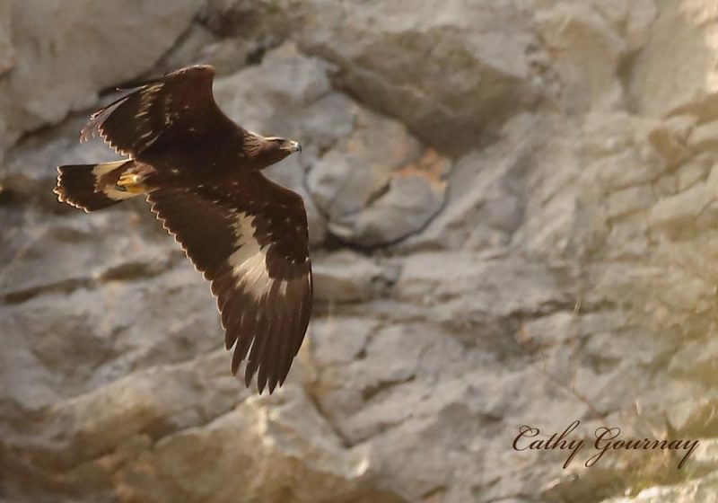 Le plumage contrasté des jeunes Aigles royaux servirait de message d’avertissement