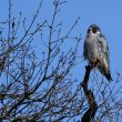 Faucon pèlerin dans le Lot