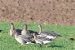 102-Oie des moissons de la toundra | Anser fabalis serrirostris | Tundra Bean Goose