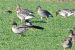 102-Oie des moissons de la toundra | Anser fabalis serrirostris | Tundra Bean Goose