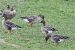 104-Oie des moissons de la toundra | Anser fabalis serrirostris | Tundra Bean Goose