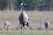 53-Grue cendrée | Grus grus | Common Crane