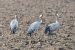 53-Grue cendrée | Grus grus | Common Crane