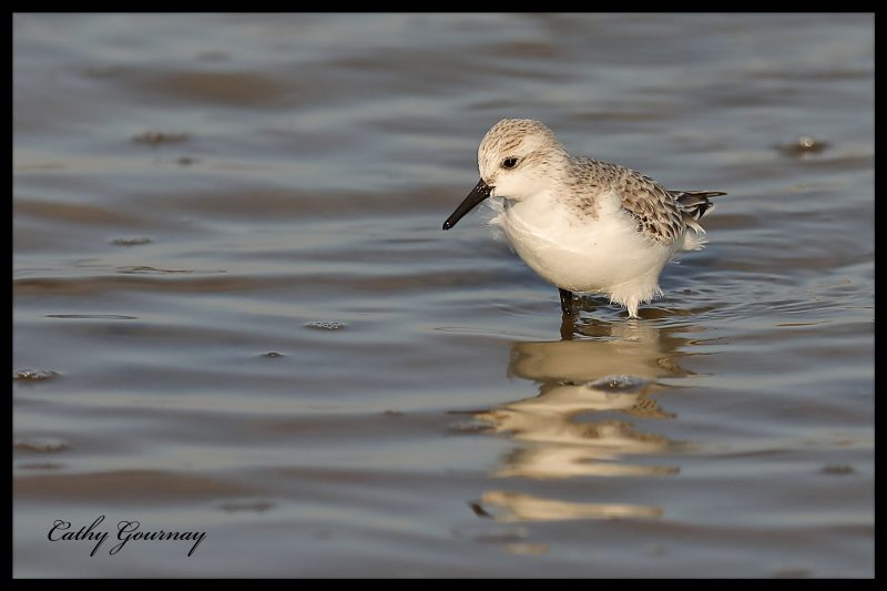 Bécasseau sanderling en Camargue