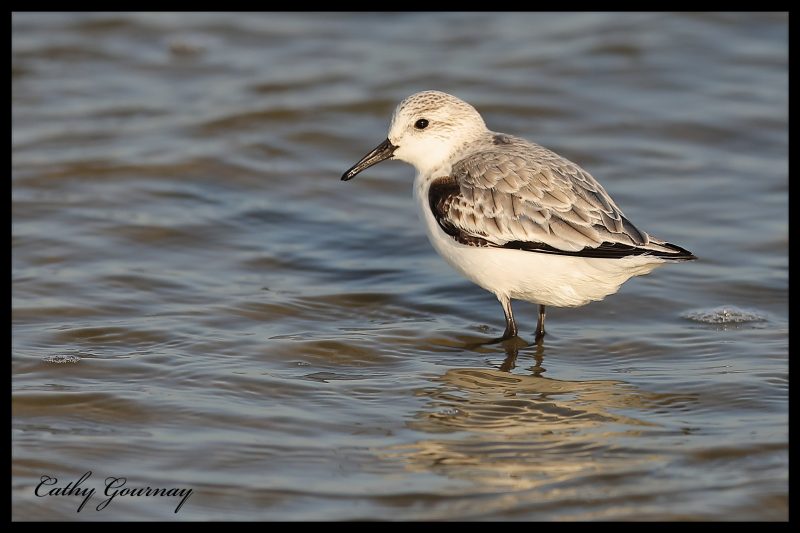 Bécasseau sanderling
