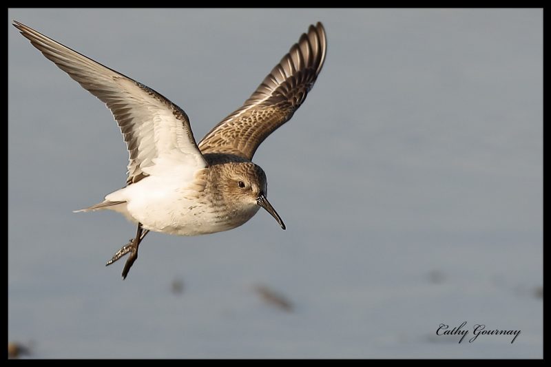 Bécasseau variable en quête de nourriture