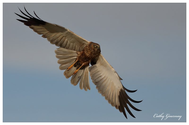 Busard des roseaux à l’affût