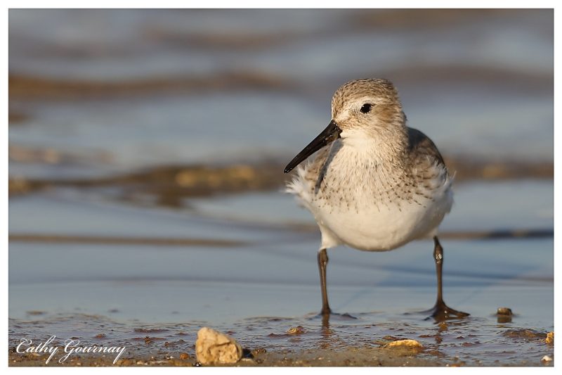 Bécasseau variable en quête de nourriture