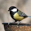 Mésange charbonnière à la mangeoire